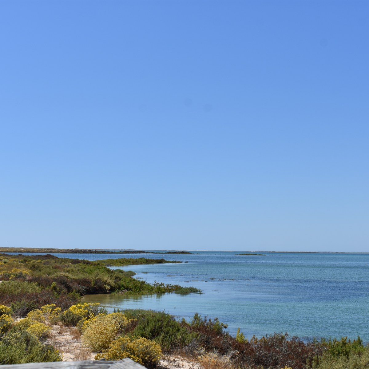 Faro