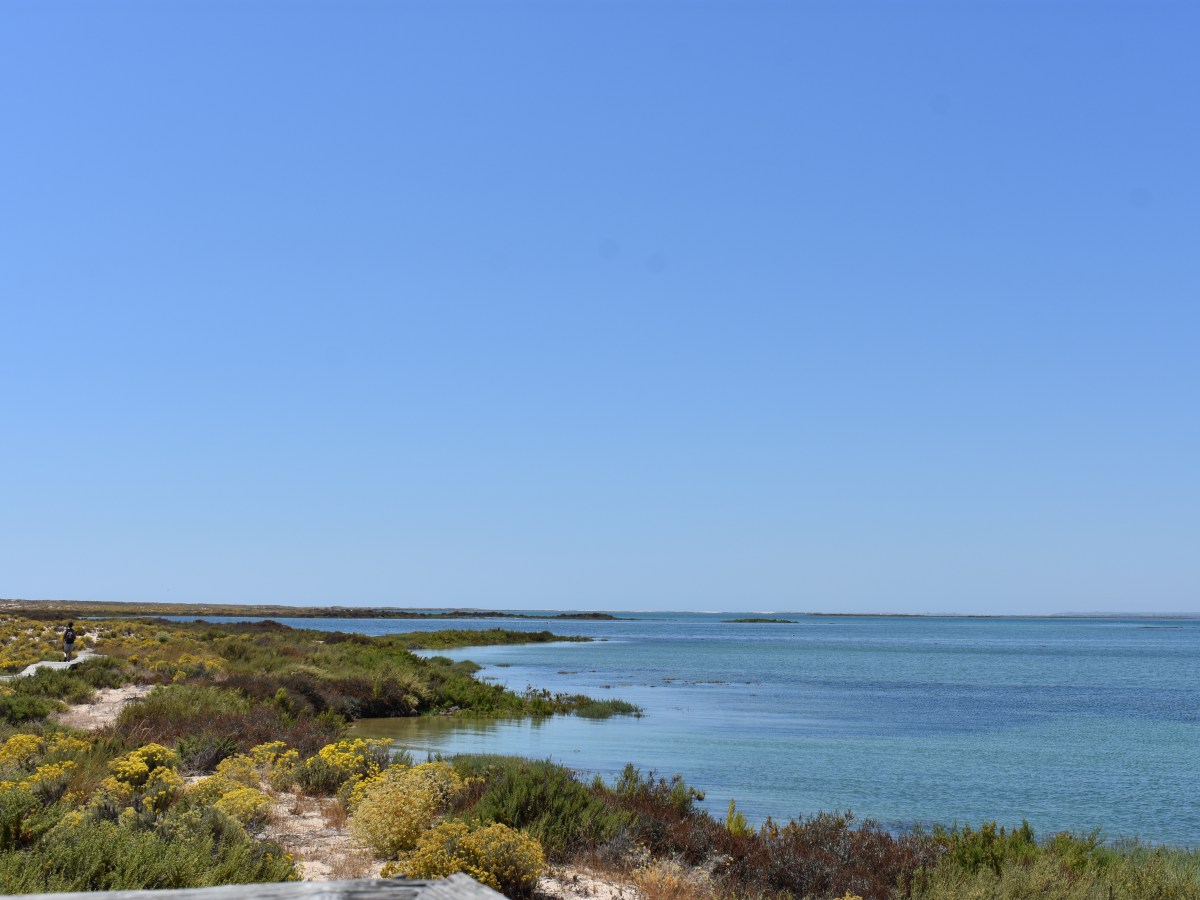 Faro